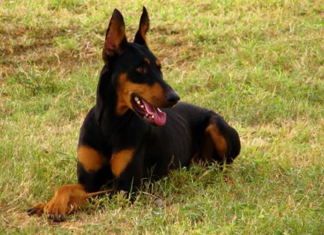 doberman